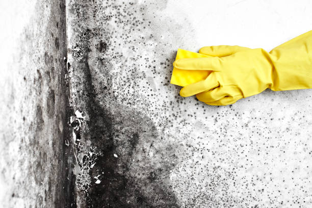 Best Affordable Mold Removal  in Hamilton, OH