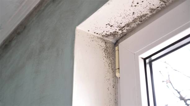 Hamilton, OH Mold Removal Company