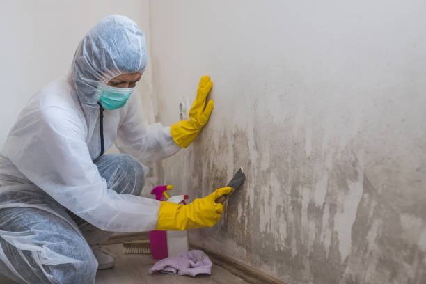 Best Mold Removal Company Near Me  in Hamilton, OH