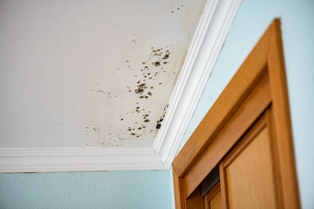 Best Mold Remediation Services  in Hamilton, OH