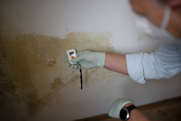 Best Toxic Mold Removal  in Hamilton, OH