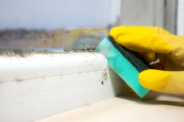 Best Home Mold Removal  in Hamilton, OH