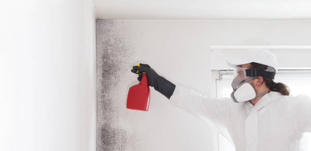 Best Local Mold Removal Service  in Hamilton, OH