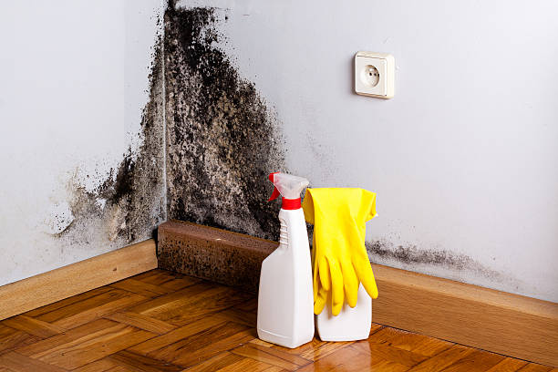 Best Professional Mold Removal  in Hamilton, OH