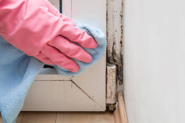 Mold Testing and Removal in Hamilton, OH